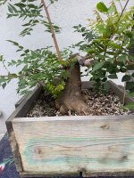 IMG_8984.jpeg