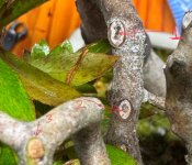 IMG_0789.jpeg