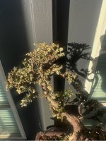 IMG_9905.jpeg