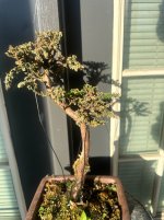 IMG_9903.jpeg