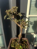 IMG_9906.jpeg