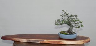 English elm small 2016 9 2.JPG