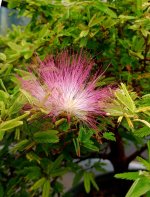 Calliandra Brevipes+.jpg