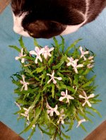 Gabriel_ Twilight Orchid plant.jpg