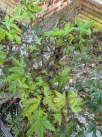 IMG_1664.jpeg