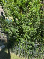 Other Elm Cuttings.JPG