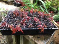 IMG_9491.JPG IMG_9491.JPG