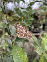IMG_0922.JPG