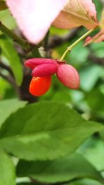 IMG_0221.jpeg