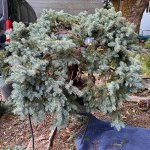 IMG_3554.jpeg
