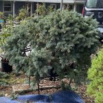 IMG_3555.jpeg