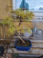 Golden Larch.jpeg Golden Larch.jpeg