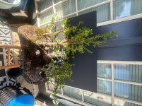 IMG_0033.jpeg
