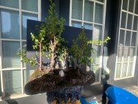 IMG_0030.jpeg