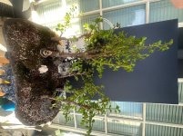 IMG_0029.jpeg