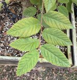 IMG_1685.jpeg