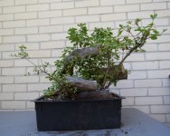 DSC_9792.JPG