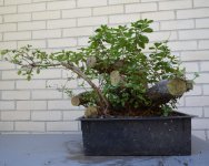 DSC_9793.JPG