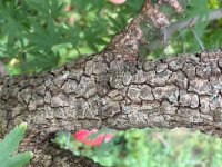IMG_6818.jpeg