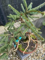 IMG_6870.webp IMG_6870.webp