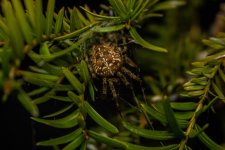 071025taxus multitrunk spider.jpg