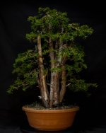 071025 taxus multitrunk5.jpg