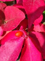 IMG_0239.jpeg