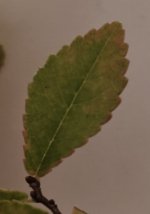 IMG_20251008_203209.jpg