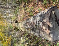 IMG_1178.jpeg