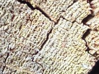IMG_1183.jpeg