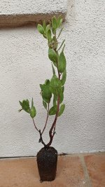 20251010 - Arrived in mail - small.jpg