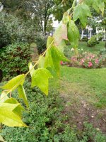 IMG_20251008_104449.jpg