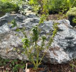 IMG_1367.jpeg