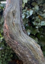 IMG_1703.jpeg