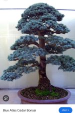 IMG_1799.jpeg