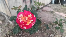 IMG_20251010_092455_320.jpg