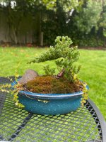 juniper - 1.jpeg juniper - 1.jpeg
