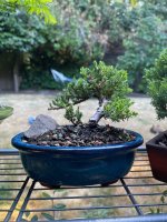 juniper - 3.jpeg juniper - 3.jpeg