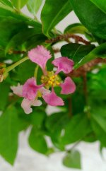Barbados Cherry.jpg