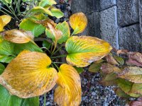 IMG_2128.jpeg