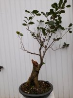 alnus glutinosa.jpg