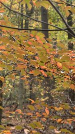 IMG_8519.jpeg