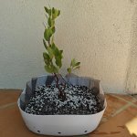 20251018 - Moved to training pot small.jpg