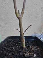 20251019 - Arrived in mail 2.jpg 20251019 - Arrived in mail 2.jpg