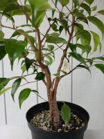 1760974925362.png 1760974925362.png