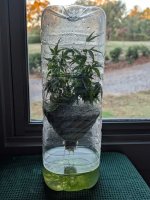jm-cuttings.jpg jm-cuttings.jpg