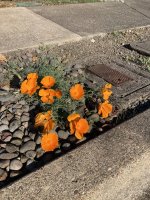 thumbnail_IMG_4078 calif poppy.jpg