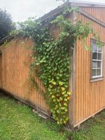 musc 2.jpg musc 2.jpg