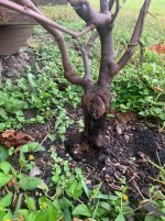 musc 1.jpg musc 1.jpg