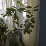 63425128611__7894D88B-7A0B-4138-A3BD-552A4EBA734A.jpeg 63425128611__7894D88B-7A0B-4138-A3BD-552A4EBA734A.jpeg